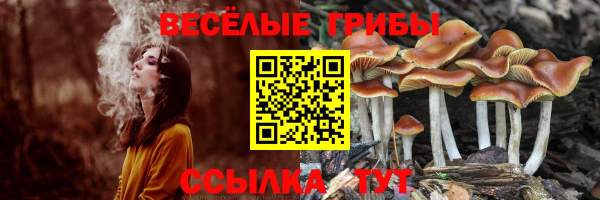 Сунжа  наркота  Вход с VPN  Галлюциногенные грибы мухоморы 